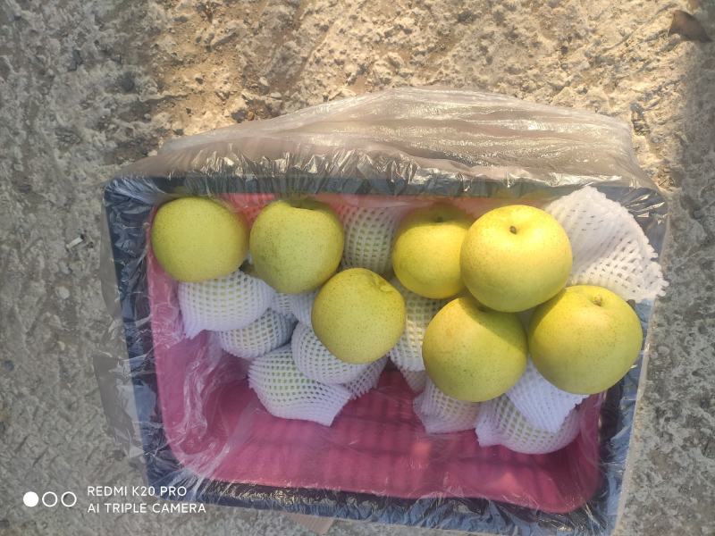 深州水果基地：益诚果品皇冠梨纸袋250~300g