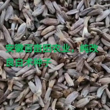 白术种子，自家基地繁育（假一罚万）保证芽率