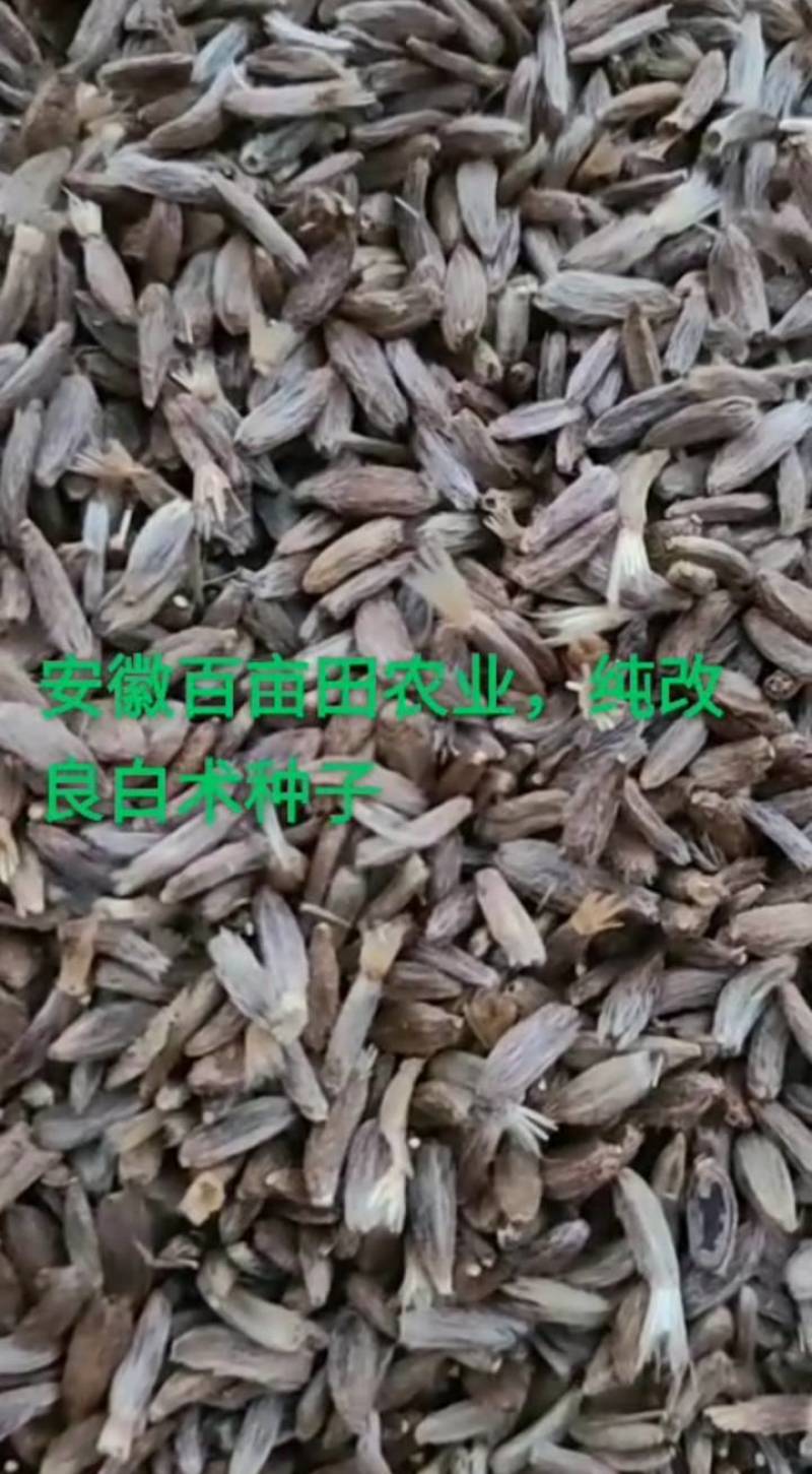 白术种子，自家基地繁育（假一罚万）保证芽率
