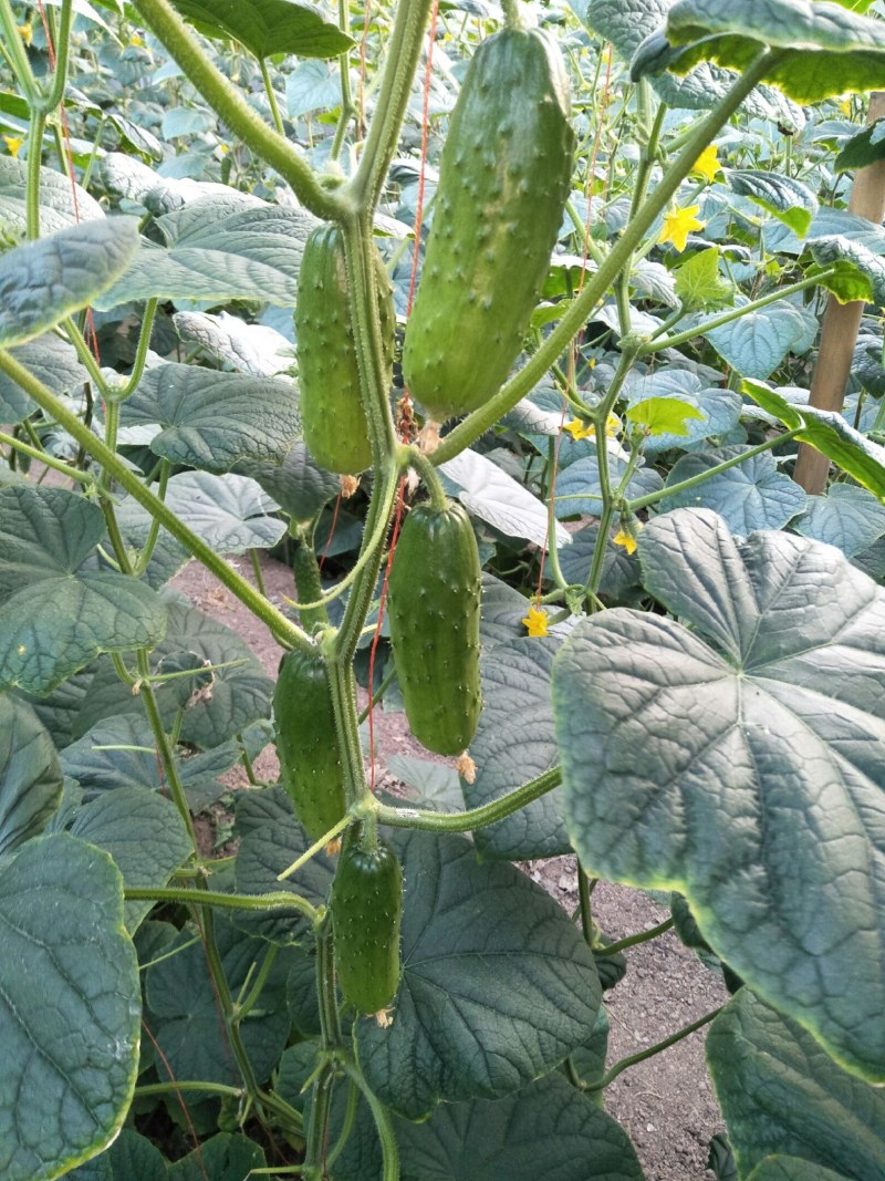 旱黄瓜，大刺干花新瓜上市，口感甜脆，新瓜上市，量大预定