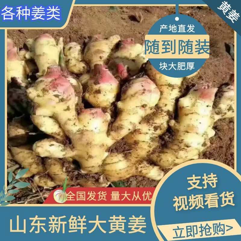 山东生姜大黄姜常年供应价格便宜货源充足量大从优