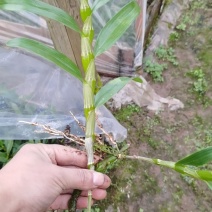 防野生种植金钗石斛苗2022质量保证统货挑货都有现货供应