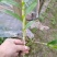 防野生种植金钗石斛苗2022质量保证统货挑货都有现货供应