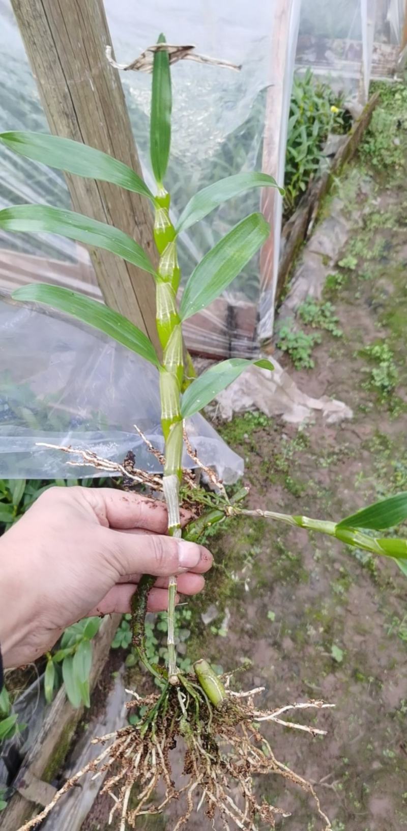 防野生种植金钗石斛苗2022质量保证统货挑货都有现货供应