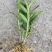 防野生种植金钗石斛苗2022质量保证统货挑货都有现货供应