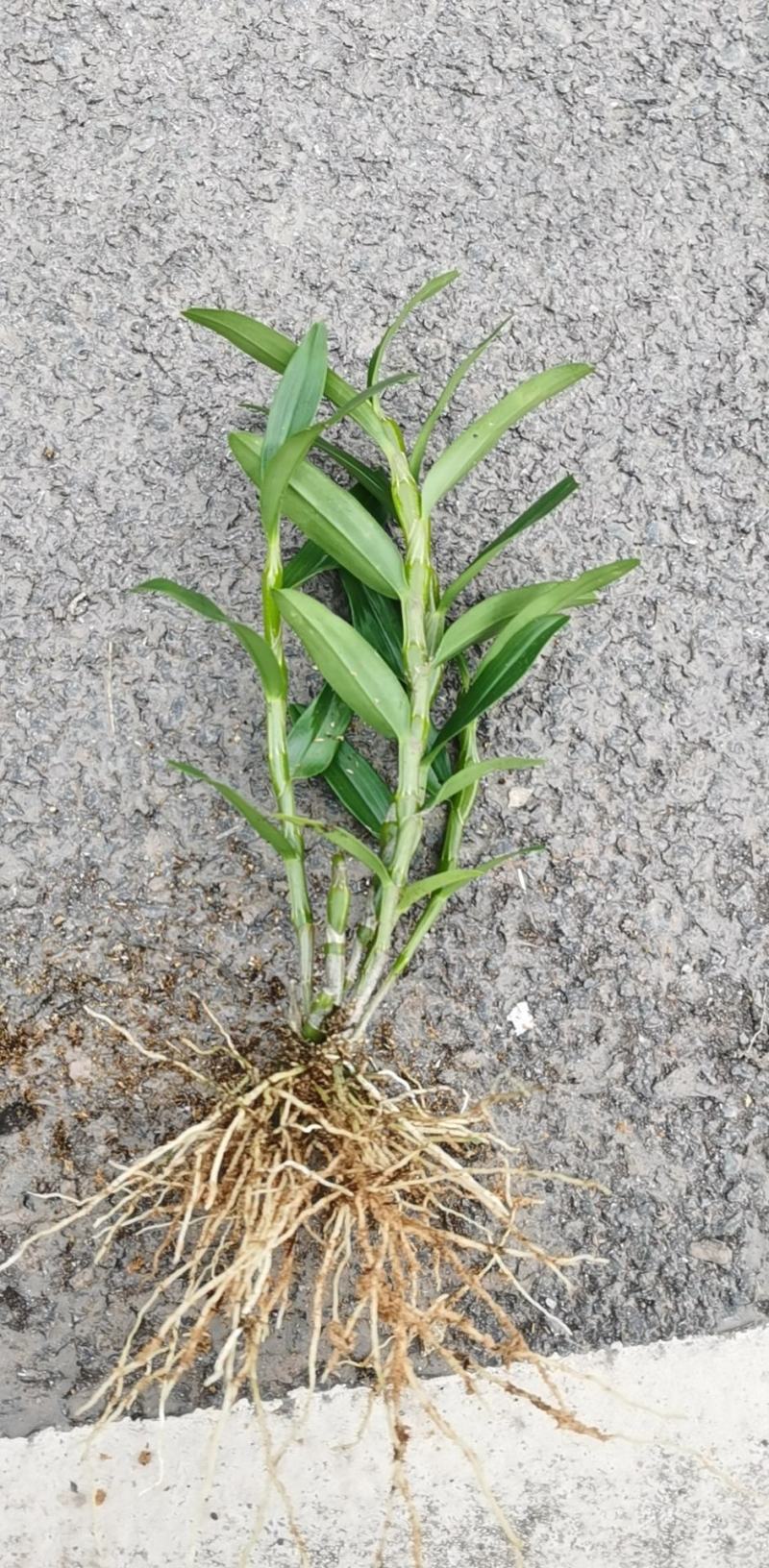 防野生种植金钗石斛苗2022质量保证统货挑货都有现货供应