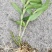 防野生种植金钗石斛苗2022质量保证统货挑货都有现货供应