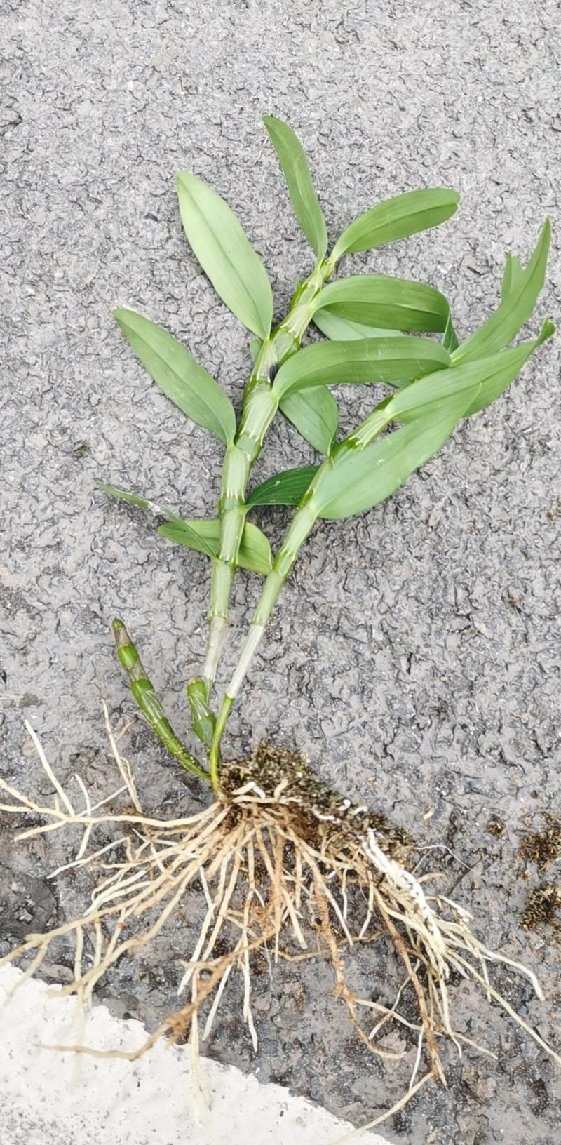 防野生种植金钗石斛苗2022质量保证统货挑货都有现货供应