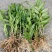 防野生种植金钗石斛苗2022质量保证统货挑货都有现货供应