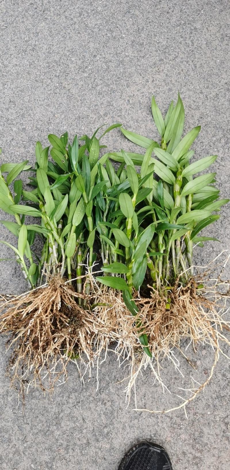 防野生种植金钗石斛苗2022质量保证统货挑货都有现货供应