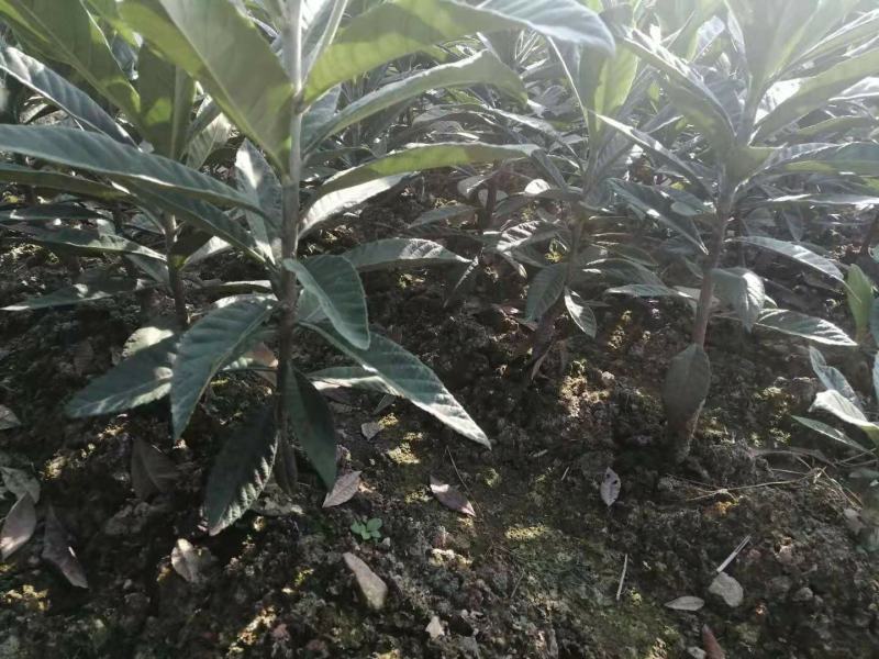 超值好苗正宗宁海白沙枇杷苗粗壮根系发达苗圃直供技术支持