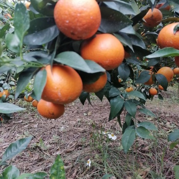 广西南宁市宾阳县沃柑大量有货，质优价廉