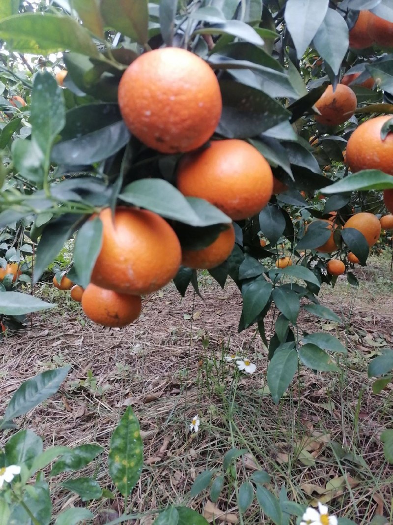 广西南宁市宾阳沃柑大量有货，手快有手慢无，按质论价