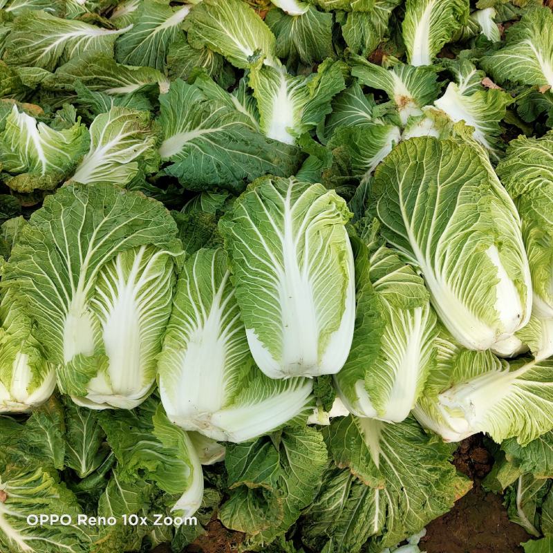 黄心白菜3~5斤颜色绿个头勻实质量杠杠滴！