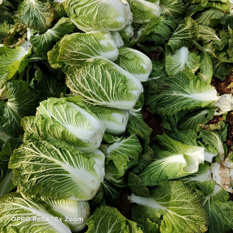 黄心白菜3~5斤颜色绿个头勻实质量杠杠滴！