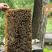 太行山土蜂蜜天然野生蜂蜜正宗百花蜜正品蜂蜜1斤也包邮