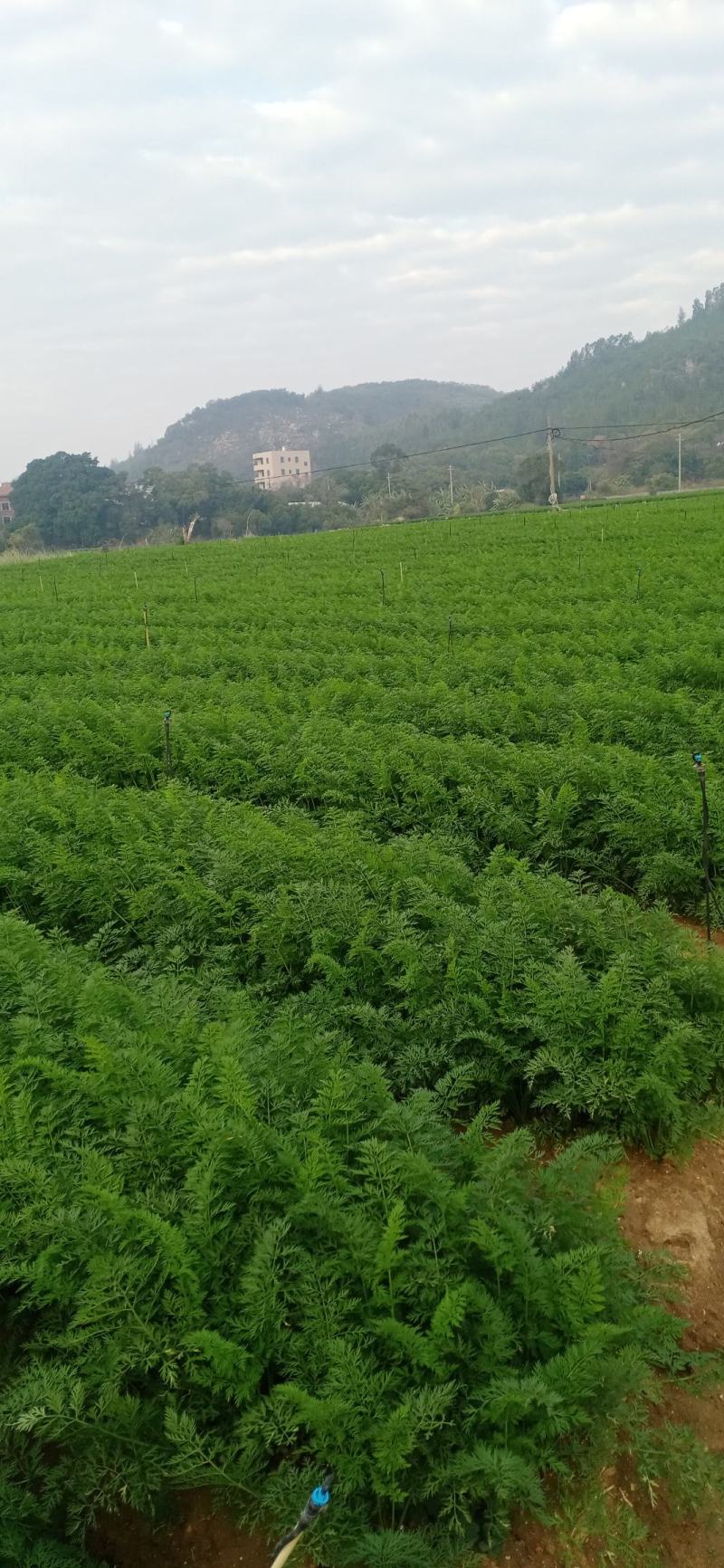 胡萝卜，500亩基地种植