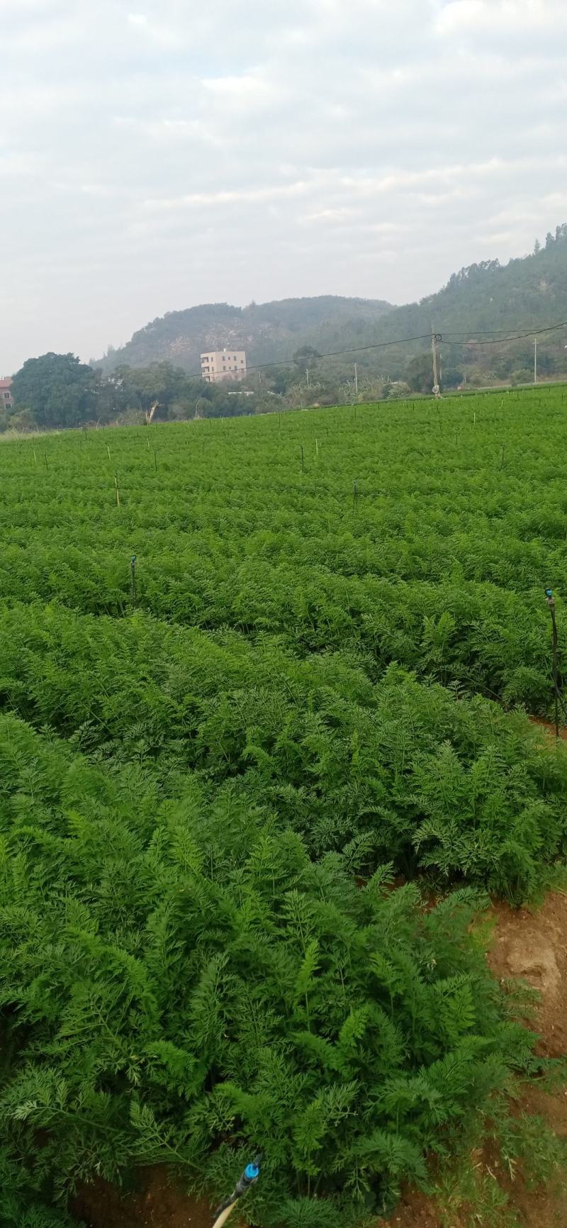 胡萝卜，500亩基地种植