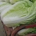 大白菜，又名义和秋，菜色白，绿，不打农药，全部绿色蔬菜，
