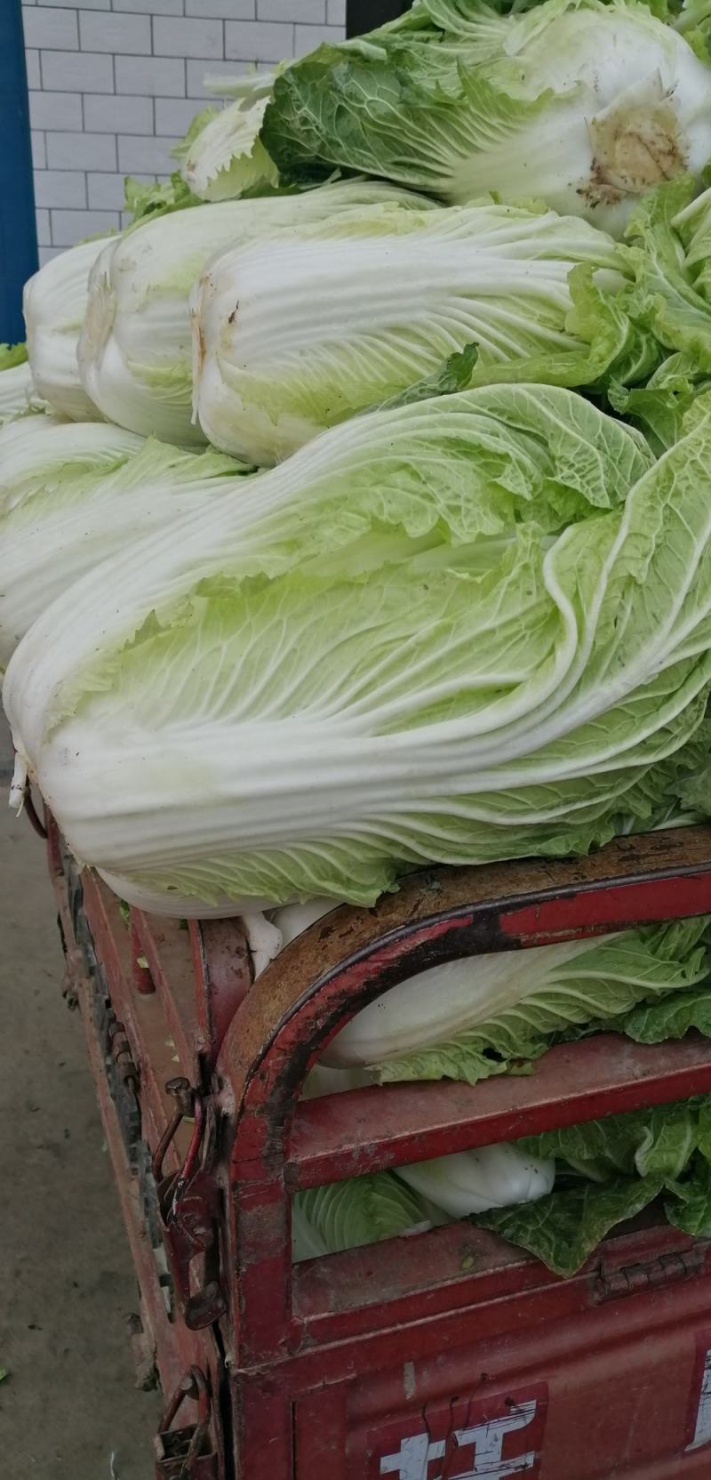 大白菜，又名义和秋，菜色白，绿，不打农药，全部绿色蔬菜，