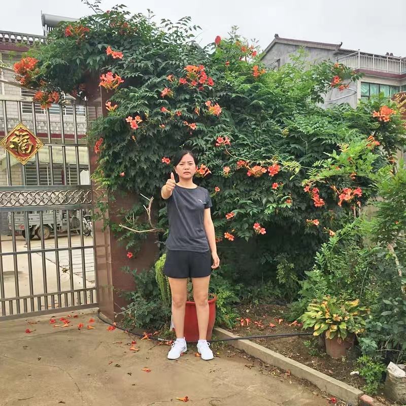 进口美国凌霄花苗庭院爬藤植物凌霄苗炮仗花鞭炮花喇叭花攀援