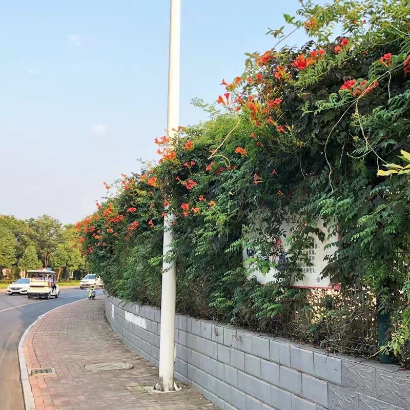 进口美国凌霄花苗庭院爬藤植物凌霄苗炮仗花鞭炮花喇叭花攀援