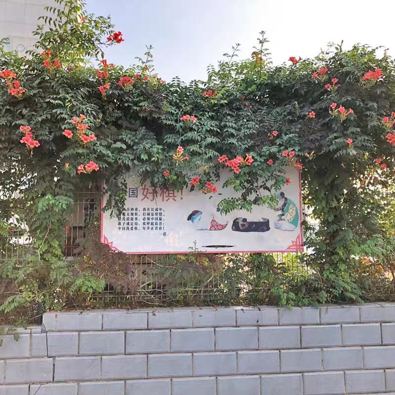 进口美国凌霄花苗庭院爬藤植物凌霄苗炮仗花鞭炮花喇叭花攀援