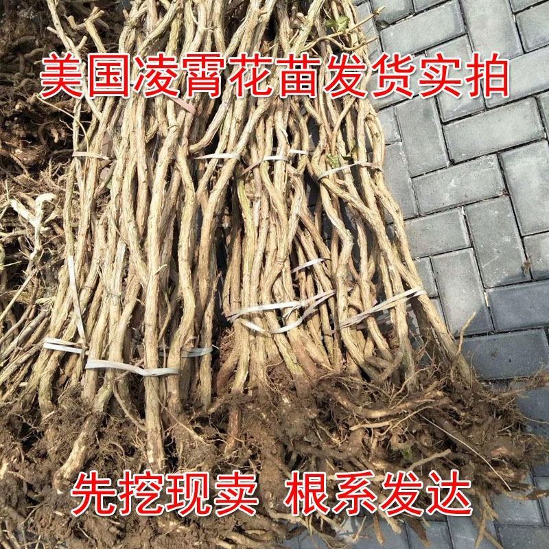 进口美国凌霄花苗庭院爬藤植物凌霄苗炮仗花鞭炮花喇叭花攀援