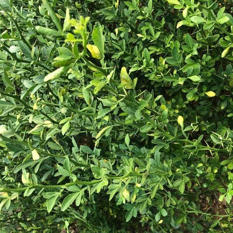 造刺树苗枳壳苗铁篱笆苗枸橘苗绿篱带刺防盗树苗柑桔嫁接苗