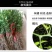 造刺树苗枳壳苗铁篱笆苗枸橘苗绿篱带刺防盗树苗柑桔嫁接苗