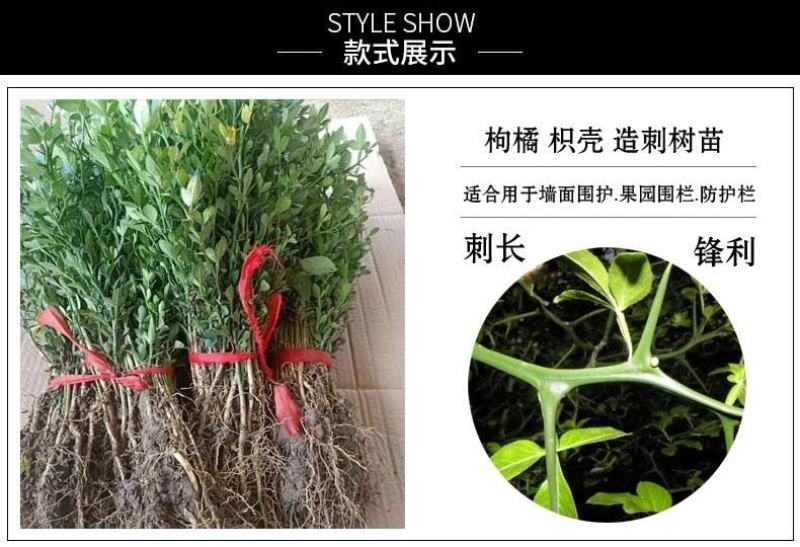 造刺树苗枳壳苗铁篱笆苗枸橘苗绿篱带刺防盗树苗柑桔嫁接苗