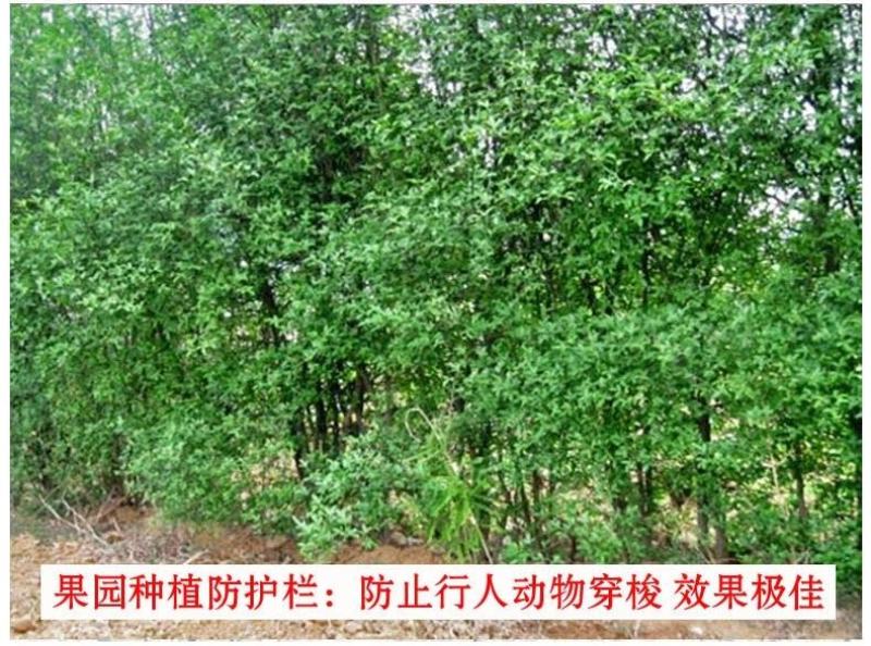 造刺树苗枳壳苗铁篱笆苗枸橘苗绿篱带刺防盗树苗柑桔嫁接苗
