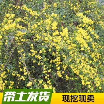 迎春花开花绿植室内外垂吊攀援绿化观赏花卉金黄迎春花苗