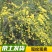 迎春花开花绿植室内外垂吊攀援绿化观赏花卉金黄迎春花苗