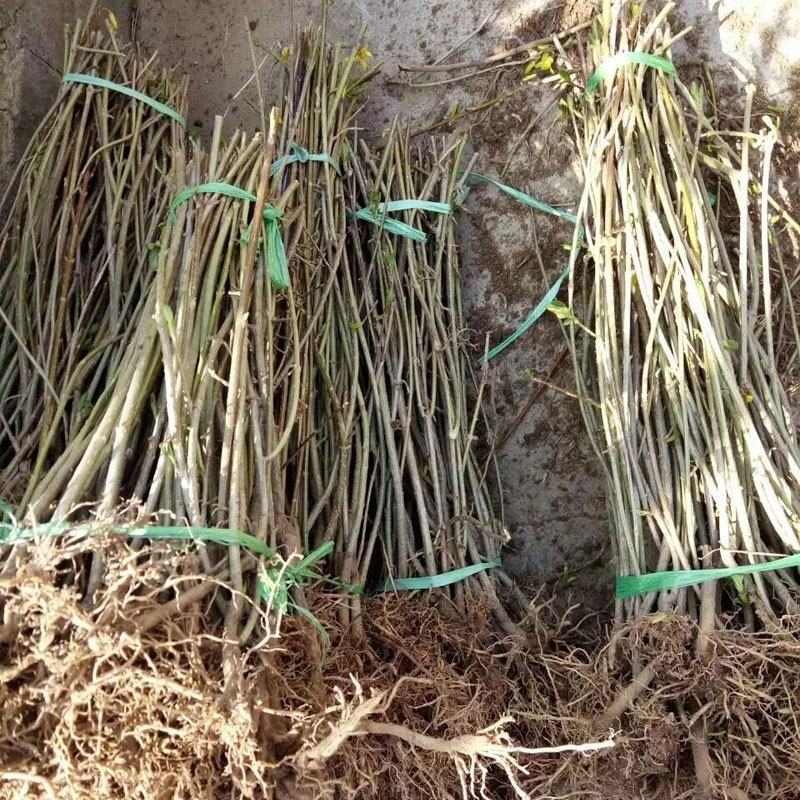 连翘树苗中药材连翘苗庭院绿化工程苗木迎春花风景树苗黄老虎