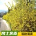 连翘树苗中药材连翘苗庭院绿化工程苗木迎春花风景树苗黄老虎