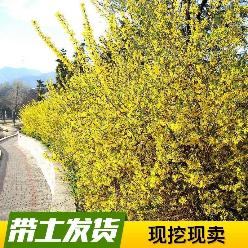 连翘树苗中药材连翘苗庭院绿化工程苗木迎春花风景树苗黄老虎