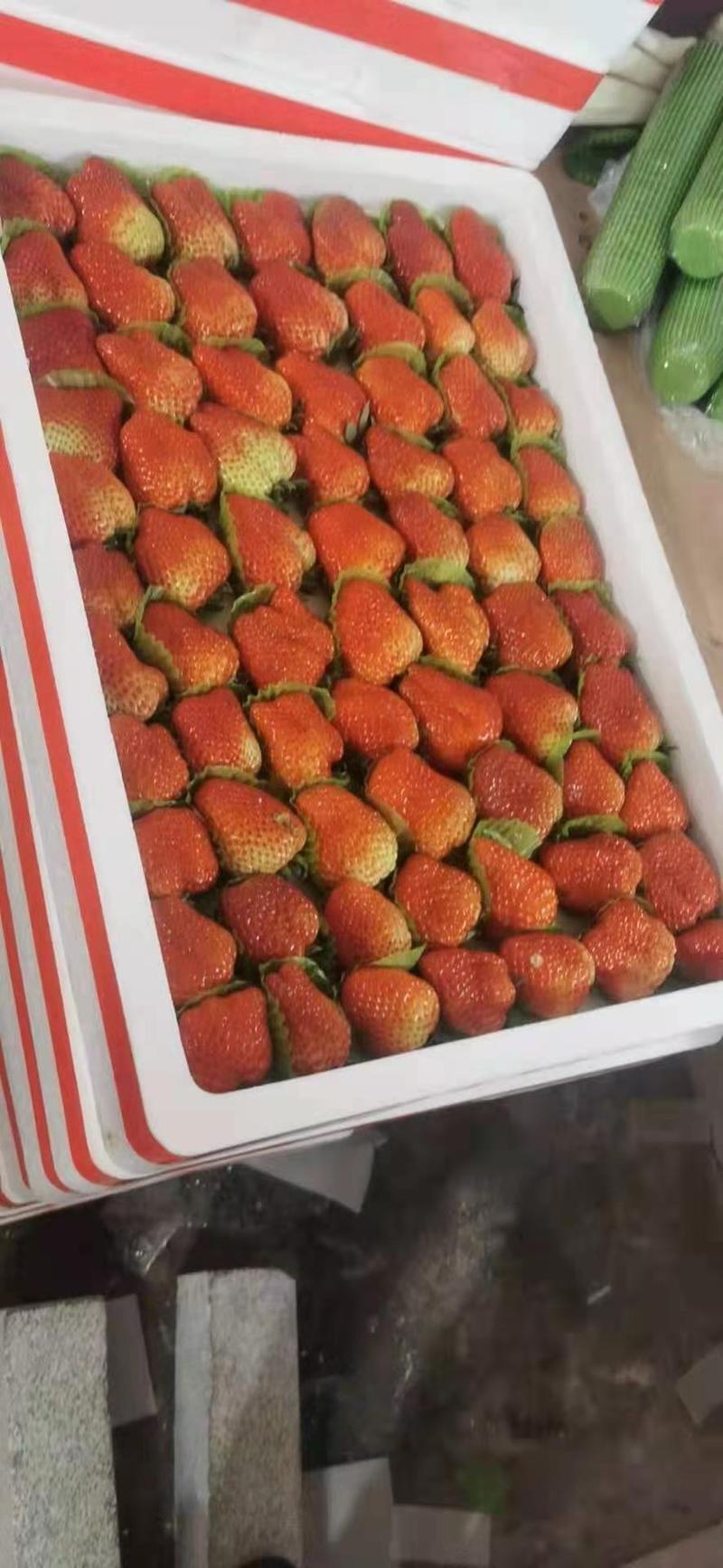 安徽阜阳奶油天仙醉草莓代办与零售承接广大新老客户