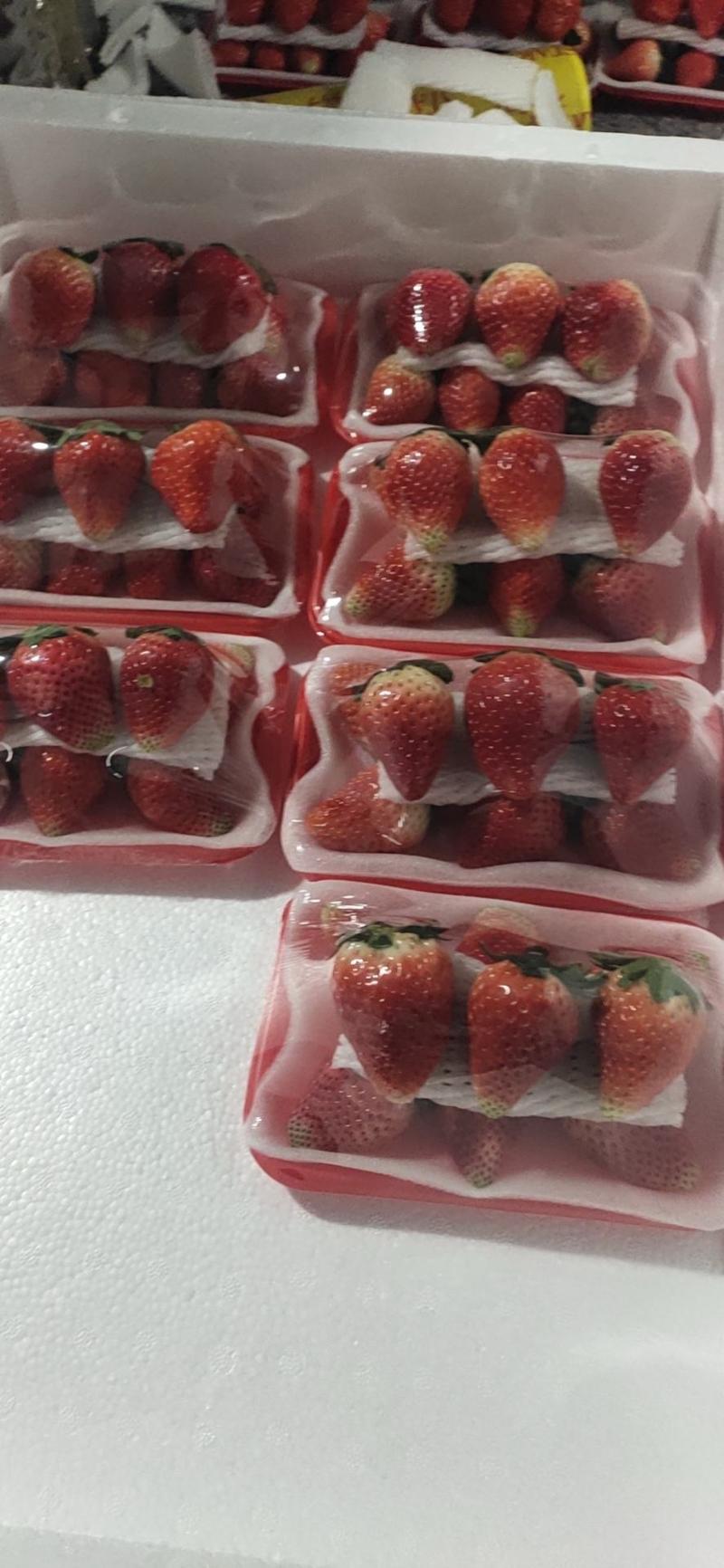 安徽阜阳奶油天仙醉草莓代办与零售承接广大新老客户