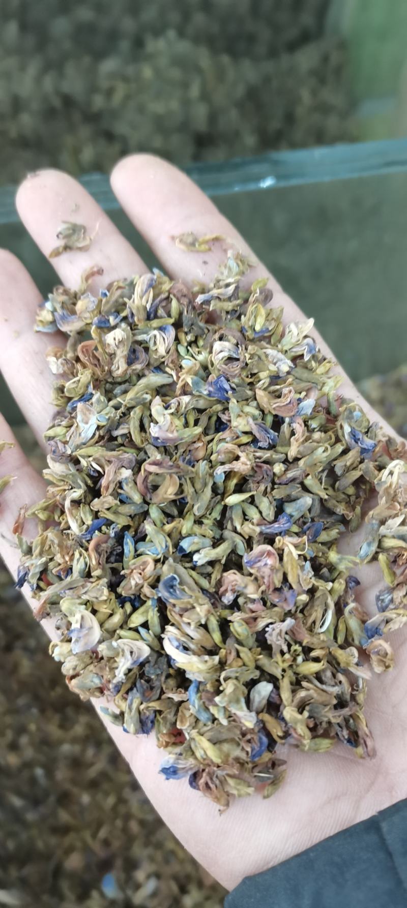 葛花葛根花葛藤花干净无杂质干货农产品