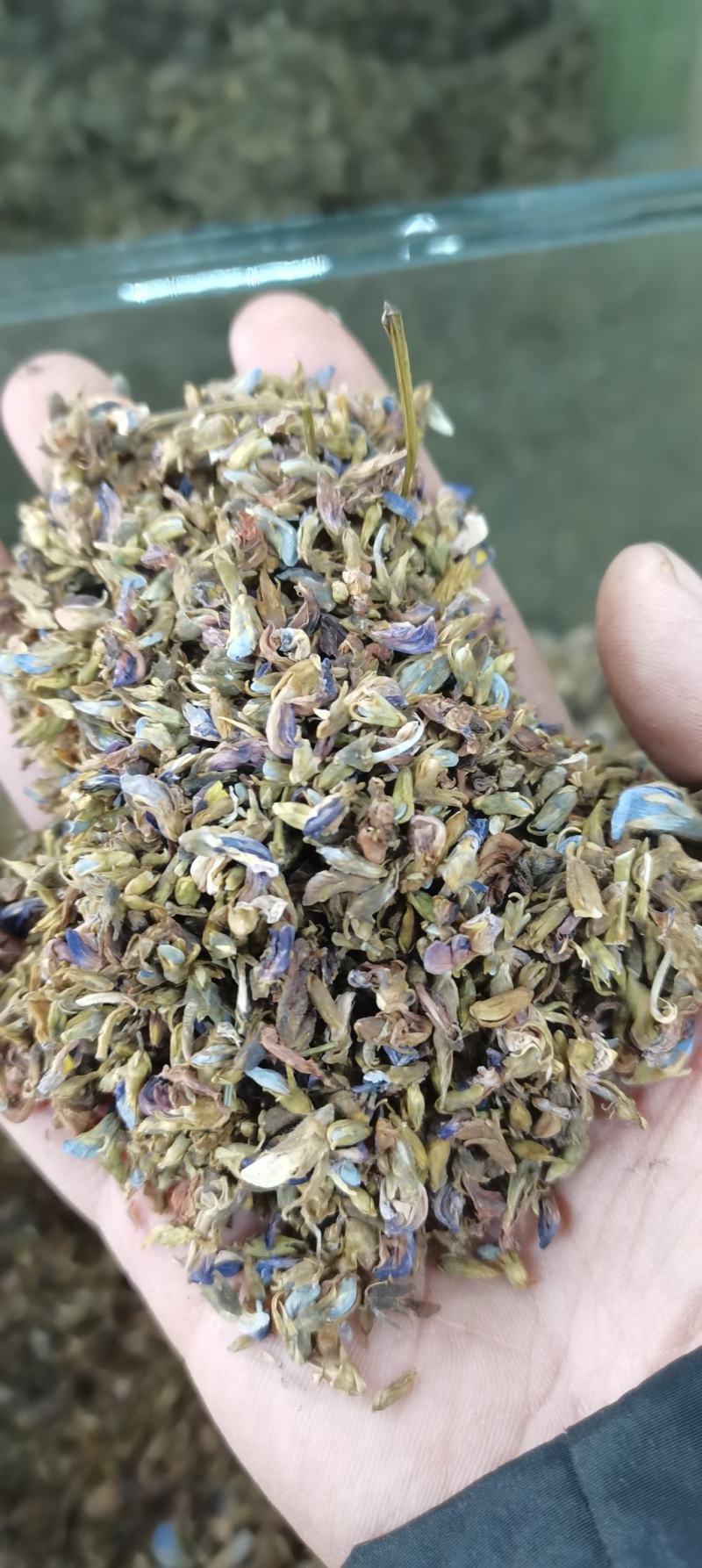 葛花葛根花葛藤花干净无杂质干货农产品