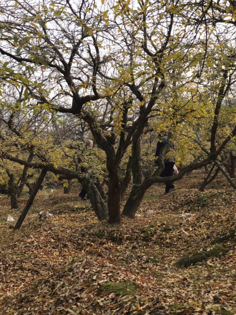 陕西百年古桩精品石榴树稀有罕见32公分地径