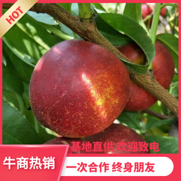 油桃四号【供应电商批发市场商超】山东大棚油桃