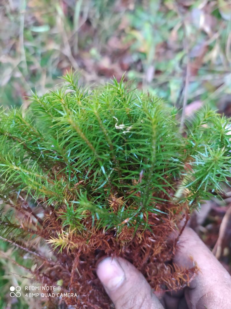 贵州毕节古夜郎大地野生中药材金发藓下单现采