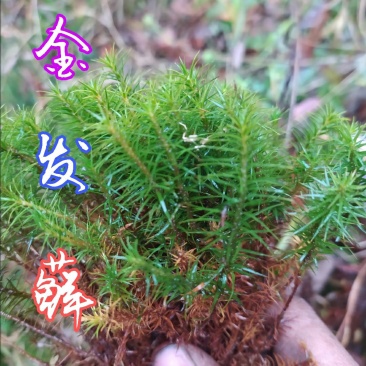 贵州毕节古夜郎大地野生中药材金发藓下单现采