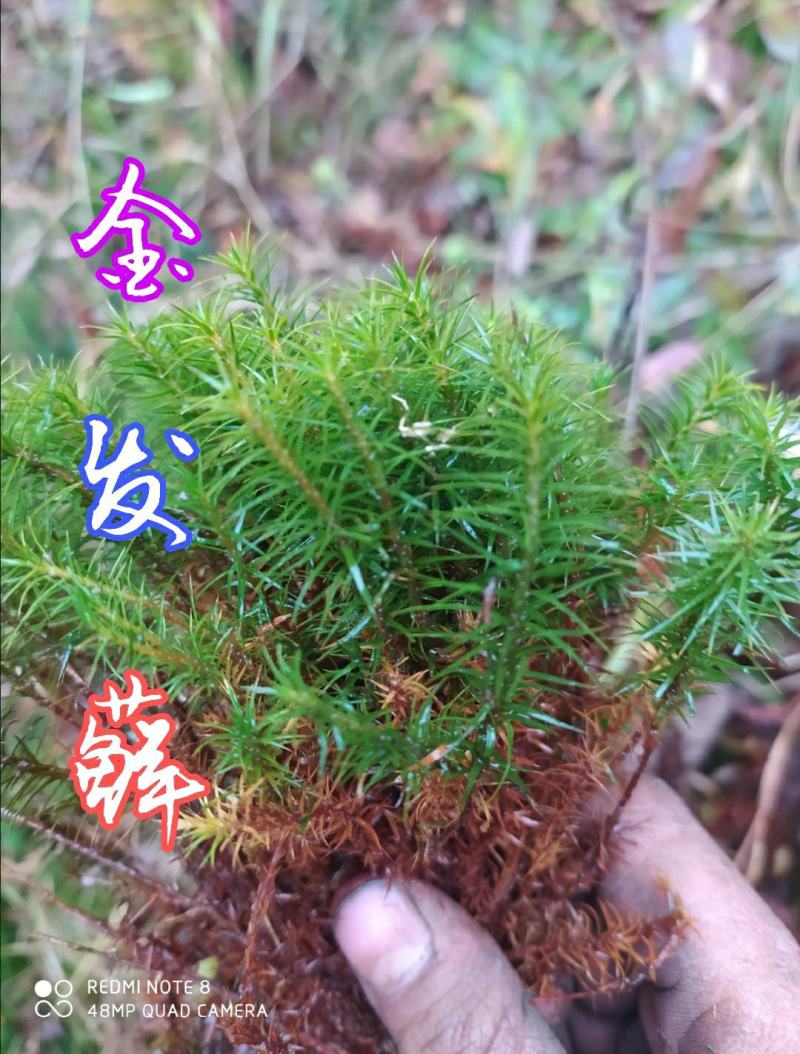 贵州毕节古夜郎大地野生中药材金发藓下单现采