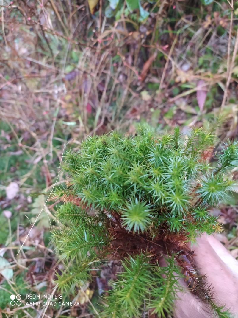 贵州毕节古夜郎大地野生中药材金发藓下单现采