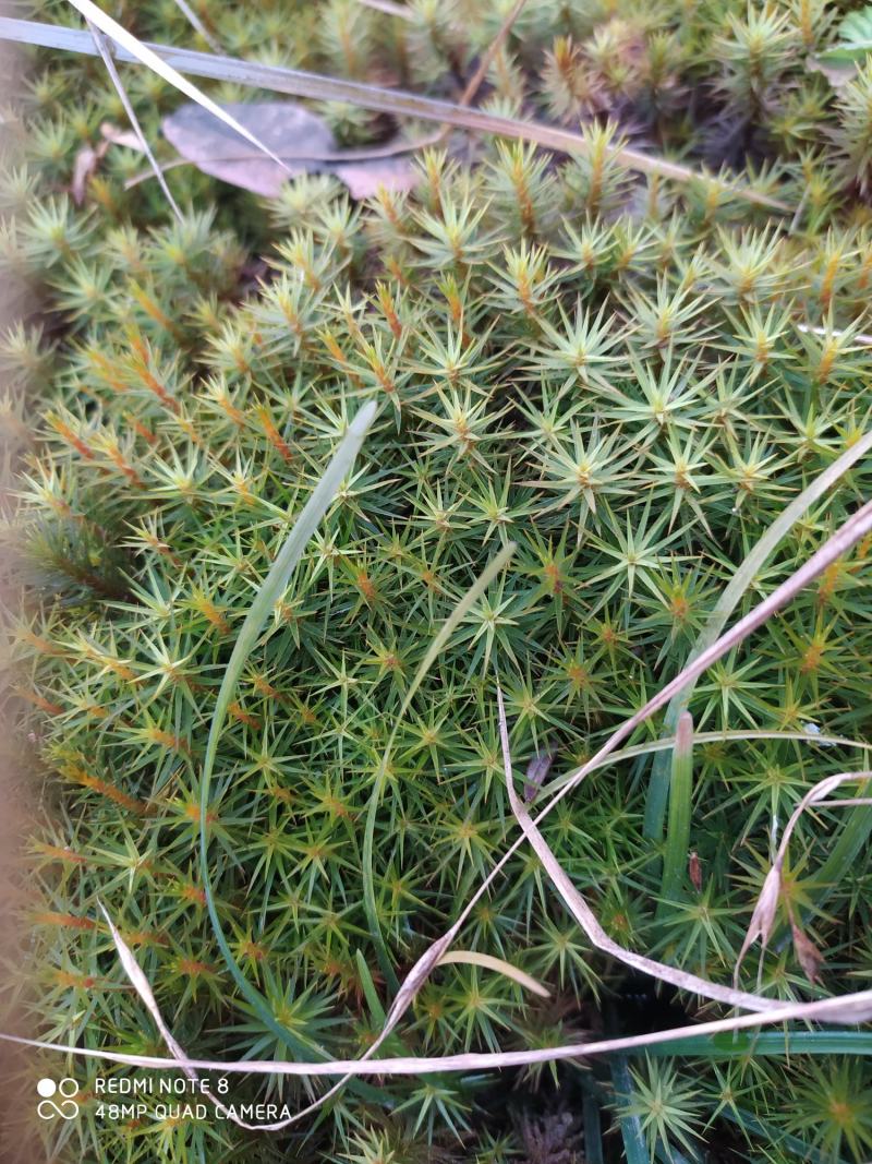 贵州毕节古夜郎大地野生中药材金发藓下单现采