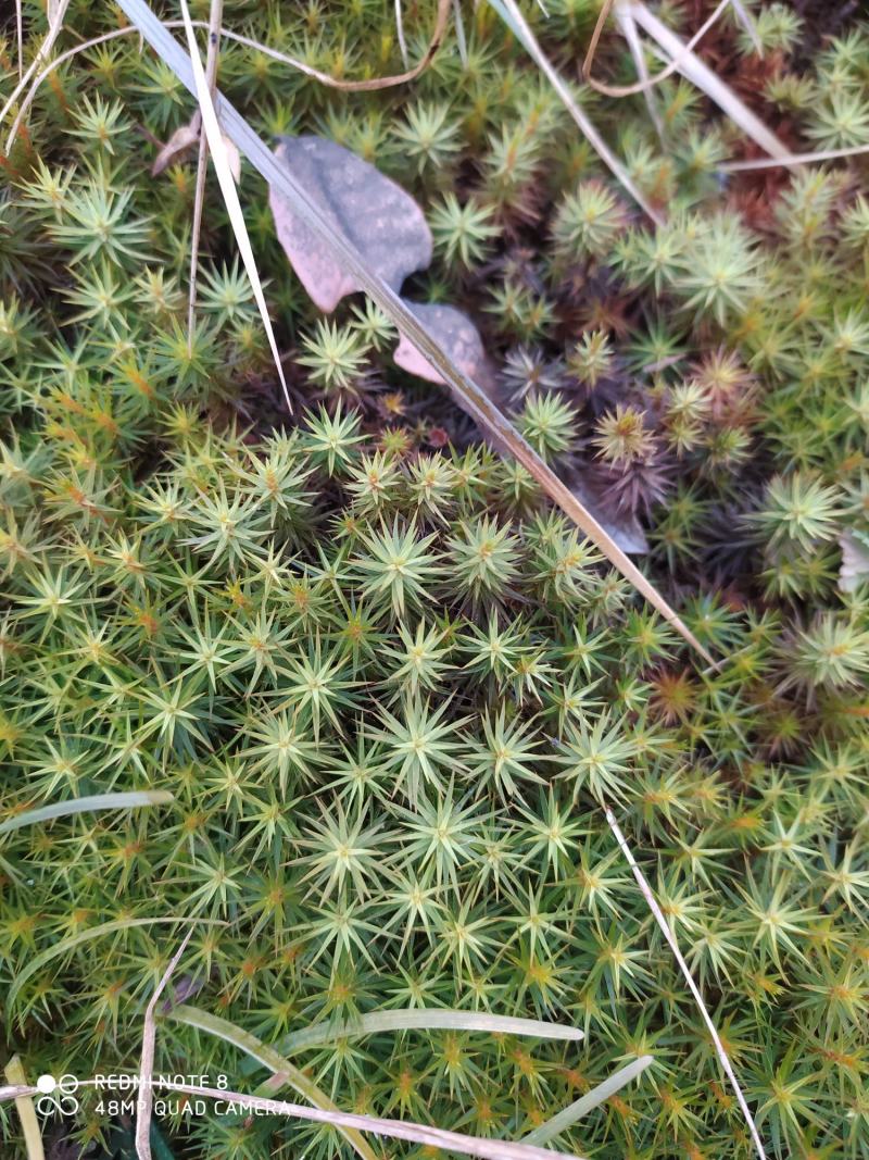 贵州毕节古夜郎大地野生中药材金发藓下单现采