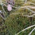 贵州毕节古夜郎大地野生中药材金发藓下单现采